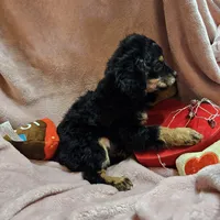 Apple, a female Cavapoo for sale in Alliance, NE – Photo 6 of 10