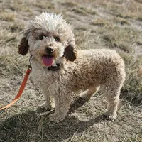 BUTTON adult adoption, a female Miniature Aussiedoodle for sale in Alliance, NE – Photo 1 of 3