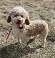 BUTTON adult adoption, a female Miniature Aussiedoodle for sale in Alliance, NE – Photo 1 of 3