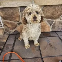 BUTTON adult adoption, a female Miniature Aussiedoodle for sale in Alliance, NE – Photo 3 of 3