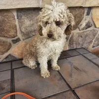 BUTTON adult adoption, a female Miniature Aussiedoodle for sale in Alliance, NE – Photo 2 of 3