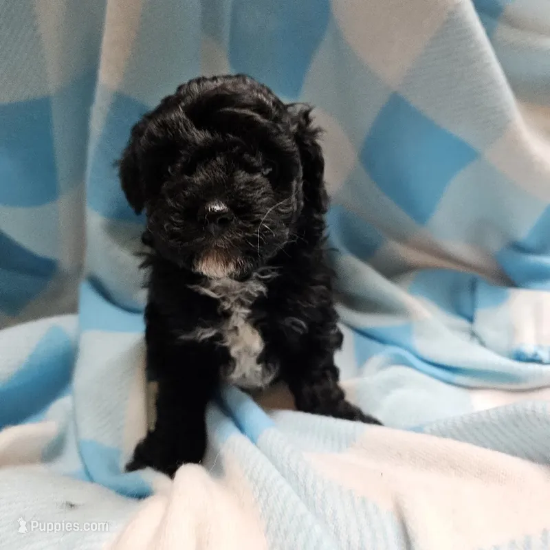 CAVAPOO 5  – Cavapoo, Poodle - Miniature  puppy for sale in Alliance, NE