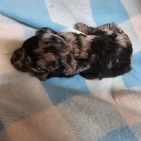 Insync, a male Cavapoo for sale in Alliance, NE – 4 of 4