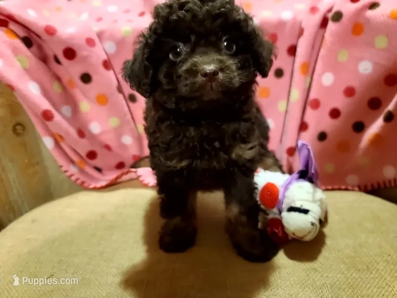 MOYEN 3 – Poodle - Miniature , Poodle - Standard  puppy for sale in Alliance, NE
