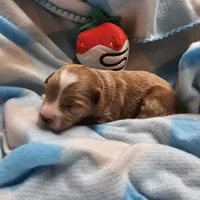 Red, a male Cavapoo and Poodle - Miniature  for sale in Alliance, NE – 6 of 6