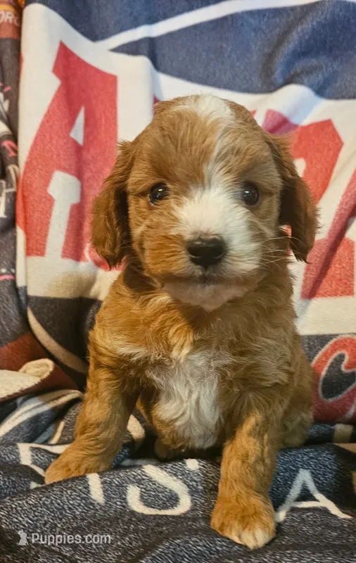 Red – Cavapoo, Poodle - Miniature  puppy for sale in Alliance, NE