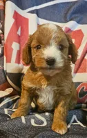 Red, a male Cavapoo and Poodle - Miniature  for sale in Alliance, NE – 1 of 6