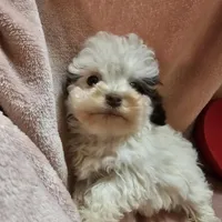 SPARKLE, a female Cockapoo for sale in Alliance, NE – Photo 4 of 9