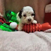 SPARKLE, a female Cockapoo for sale in Alliance, NE – Photo 7 of 9