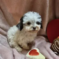 SPARKLE, a female Cockapoo for sale in Alliance, NE – Photo 3 of 9