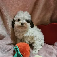 SPARKLE, a female Cockapoo for sale in Alliance, NE – Photo 1 of 9