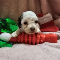 SPARKLE, a female Cockapoo for sale in Alliance, NE – Photo 9 of 9