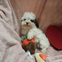 SPARKLE, a female Cockapoo for sale in Alliance, NE – Photo 2 of 9