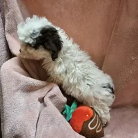 SPARKLE, a female Cockapoo for sale in Alliance, NE – Photo 5 of 9