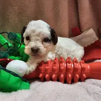 SPARKLE, a female Cockapoo for sale in Alliance, NE – Photo 6 of 9