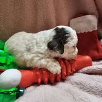 SPARKLE, a female Cockapoo for sale in Alliance, NE – Photo 8 of 9