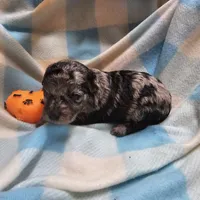 Big Base, a male Cavapoo and Poodle - Miniature  for sale in Alliance, NE – 2 of 4