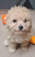 MOYEN 4, a  Poodle - Miniature  and Poodle - Standard  for sale in Alliance, NE – 1 of 1
