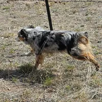 Aspen, a female Australian Shepherd for sale in Alliance, NE – 1 of 7