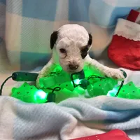 processed/13fccc7d-ad3c-4dc4-968a-e864955dff1b/listing/a4b28178-e974-4665-a46d-387424c837ee/af1de3db-80d0-40d2-a1db-4b6e50469a89