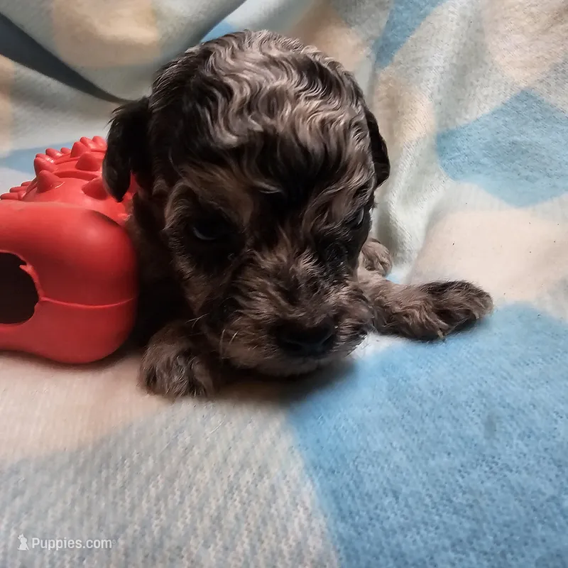 NAME THAT TUNE – Cavapoo puppy for sale in Alliance, NE