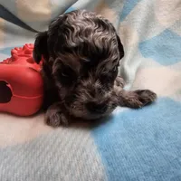 NAME THAT TUNE, a male Cavapoo for sale in Alliance, NE – 1 of 4