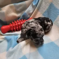 NAME THAT TUNE, a male Cavapoo for sale in Alliance, NE – 2 of 4
