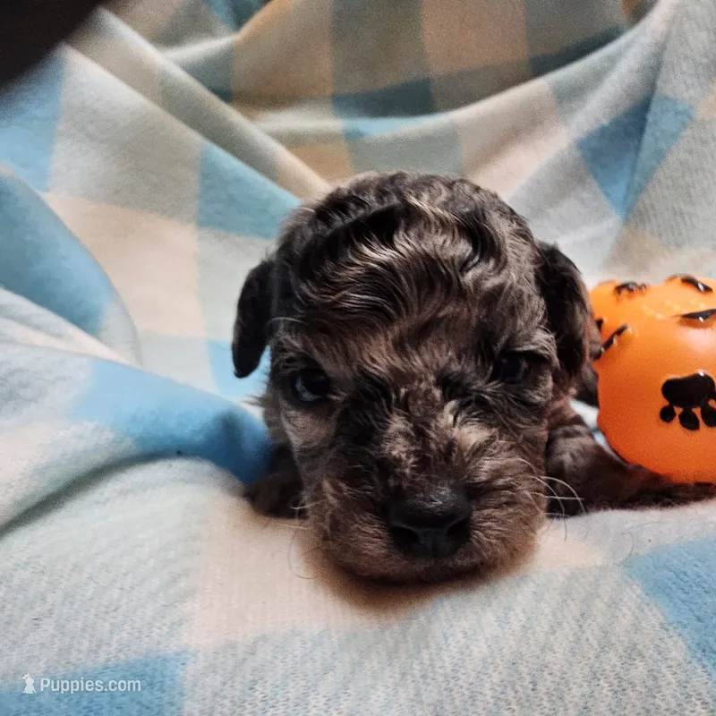 Big Base – Cavapoo, Poodle - Miniature  puppy for sale in Alliance, NE