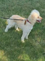 Sophie, a female Miniature Goldendoodle for sale in Alliance, NE – 4 of 4