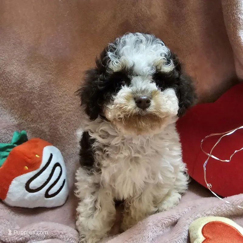 CAVAPOO 2 – Cavapoo, Poodle - Miniature  puppy for sale in Alliance, NE