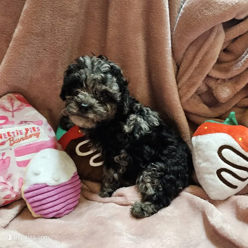 MERLE CAVAPOO – Cavapoo puppy for sale in Alliance, NE