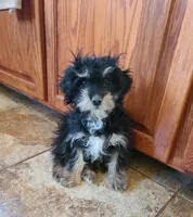 POMAGRANT, a male Cavapoo for sale in Alliance, NE – 2 of 10