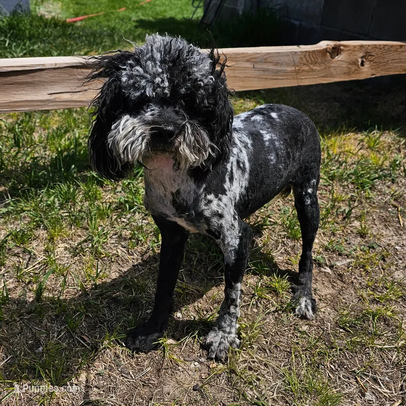 BUCKLE YOUNG ADULT – Cockapoo puppy for sale in Alliance, NE