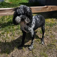 BUCKLE YOUNG ADULT, a male Cockapoo for sale in Alliance, NE – 1 of 6
