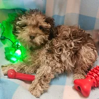 Talisman, a male Cavapoo for sale in Alliance, NE – Photo 2 of 4