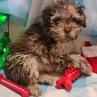 Talisman, a male Cavapoo for sale in Alliance, NE – Photo 1 of 4