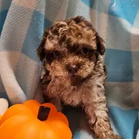 Talisman, a male Cavapoo for sale in Alliance, NE – Photo 3 of 4