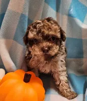 processed/13fccc7d-ad3c-4dc4-968a-e864955dff1b/listing/d25326de-8e9c-40b4-b08f-9579b9d8f44b/b000b4d3-8fe9-43e3-8694-7f1146a73d80