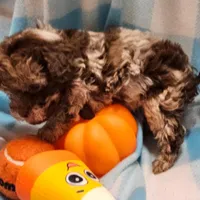 Talisman, a male Cavapoo for sale in Alliance, NE – Photo 4 of 4