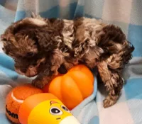 processed/13fccc7d-ad3c-4dc4-968a-e864955dff1b/listing/d25326de-8e9c-40b4-b08f-9579b9d8f44b/ee36b686-1f80-4c15-9123-5d198ca5195a