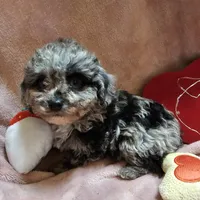 GLITTER, a female Cockapoo for sale in Alliance, NE – Photo 3 of 7