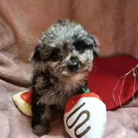 GLITTER, a female Cockapoo for sale in Alliance, NE – Photo 1 of 7