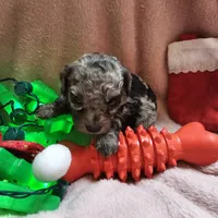 GLITTER, a female Cockapoo for sale in Alliance, NE – Photo 7 of 7