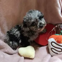 GLITTER, a female Cockapoo for sale in Alliance, NE – Photo 2 of 7