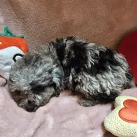 GLITTER, a female Cockapoo for sale in Alliance, NE – Photo 4 of 7