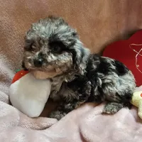 GLITTER, a female Cockapoo for sale in Alliance, NE – Photo 5 of 7