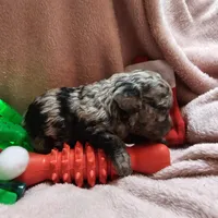 GLITTER, a female Cockapoo for sale in Alliance, NE – Photo 6 of 7