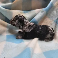 Insync, a male Cavapoo for sale in Alliance, NE – 2 of 4