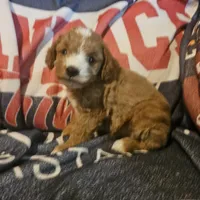 Red, a male Cavapoo and Poodle - Miniature  for sale in Alliance, NE – 3 of 6
