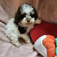 TWINKLE, a female Cockapoo for sale in Alliance, NE – Photo 3 of 7